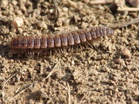 Polydesmus complanatus