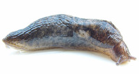 Deroceras reticulatum - Gray Garden Slug