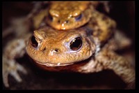 Bufo bufo - Common European Toad