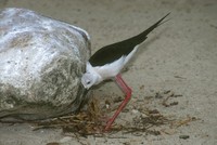 Himantopus himantopus - Black-winged Stilt