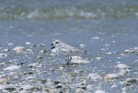 Charadrius melodus - Piping Plover