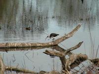 Threskiornis spinicollis - Straw-necked Ibis