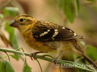 Pheucticus chrysopeplus - Yellow Grosbeak