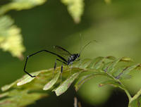 Image of: Pelecinus polyturator