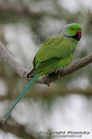 Psittacula krameri - Rose-ringed Parakeet