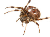 Image of: Araneus diadematus