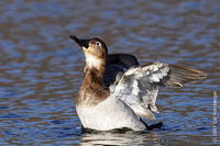 Image of: Aythya valisineria (canvasback)