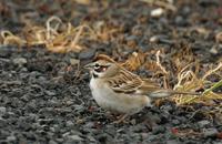 Image of: Chondestes grammacus (lark-sparrow)