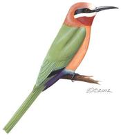 Image of: Merops bullockoides (white-fronted bee-eater)