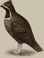 Image of: Tetrastes sewerzowi (Severtsov's hazel grouse)