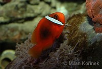 Amphiprion frenatus - Blackback Anemonefish