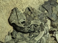 Bitis gabonica - Gaboon Viper