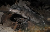 Tropidophorus apulus - Spiny Water Skink