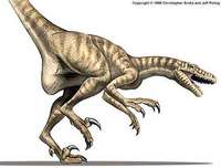 Dromaeosaurus
