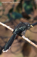 Blue-faced Malkoha - Phaenicophaeus viridirostris