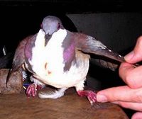 Mindoro Bleeding-heart - Gallicolumba platenae