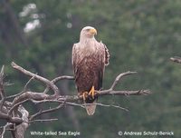 White-tailed Eagle - Haliaeetus albicilla