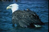 Bald Eagle - Haliaeetus leucocephalus