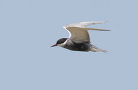 Whiskered Tern (Chlidonias hybridus) photo