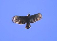 Mountain Hawk-Eagle - Spizaetus nipalensis