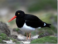 Magellanic Oystercatcher - Haematopus leucopodus