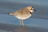 Collared Plover - Charadrius collaris