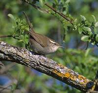 Bewick's Wren (Thryomanes bewickii) photo