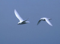 Snow Petrel (Pagodroma nivea) photo