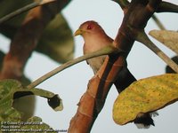 Squirrel Cuckoo - Piaya cayana