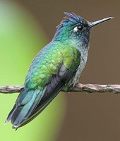 Violet-headed Hummingbird - Klais guimeti