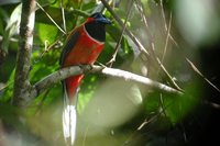 Red-naped Trogon - Harpactes kasumba