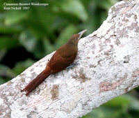 Cinnamon-throated Woodcreeper - Dendrexetastes rufigula