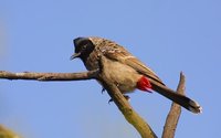 Red-vented Bulbul - Pycnonotus cafer