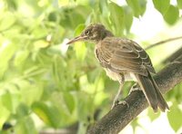 Pearly-eyed Thrasher - Margarops fuscatus