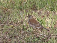 Pale Thrush - Turdus pallidus