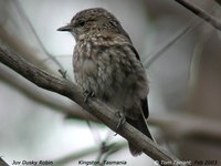 Dusky Robin - Melanodryas vittata