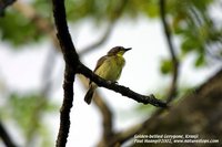 Golden-bellied Gerygone - Gerygone sulphurea