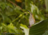 Streaky-breasted Spiderhunter - Arachnothera affinis