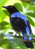 Asian Fairy-bluebird - Irena puella