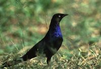 Rueppell's Glossy-Starling - Lamprotornis purpuropterus