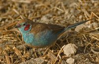 Red-cheeked Cordonbleu - Uraeginthus bengalus