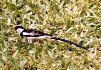 Pin-tailed Whydah - Vidua macroura