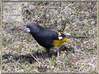 White-winged Grosbeak - Mycerobas carnipes