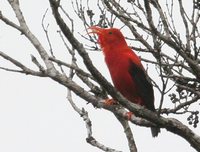 Iiwi - Vestiaria coccinea