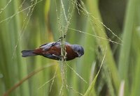 Chestnut-bellied Seedeater - Sporophila castaneiventris