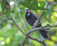 Slate-colored Grosbeak - Saltator grossus