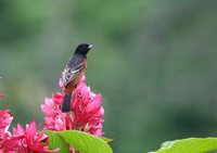 Orchard Oriole - Icterus spurius