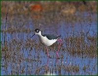 Black-necked stilt at Bosque del Apache NWR in NM