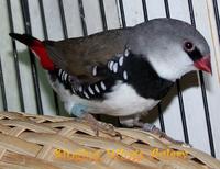 Normal Diamond Firetail