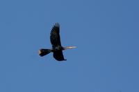 Anhinga   -   Anhinga  anhinga   -   Aninga  americana